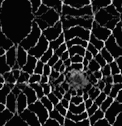 Spider web 1